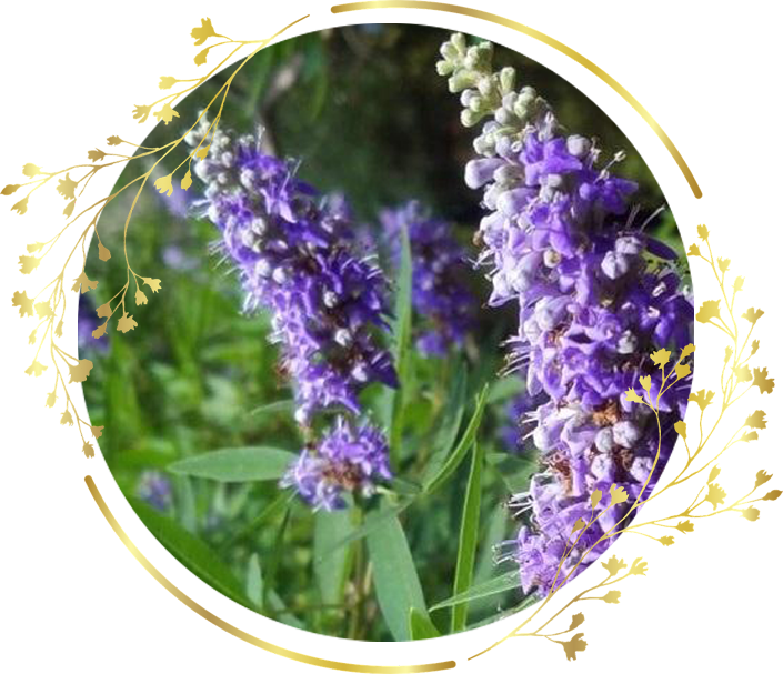 Bylinka vitex golden